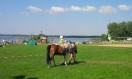 Reiten